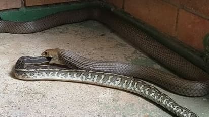 Creepy: Brown Snake devours a Python