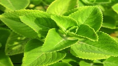 கற்பூரவள்ளியைப் பற்றி நீங்கள் தெரிந்து கொள்ளவேண்டிய மருத்துவக் பண்பு நலன்கள்…