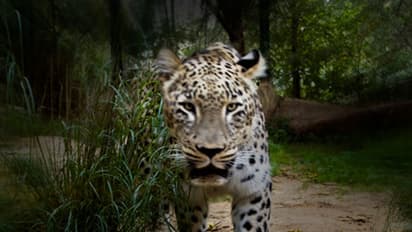 മകളുടെ കഴുത്തിന് കടിച്ച പുലിയെ സ്ത്രീ അടിച്ചോടിച്ചു