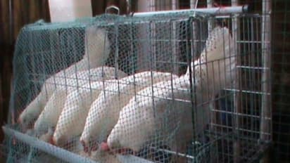 கோழிகளுக்கு ஏற்ப கூண்டுகளின் வகைகளும் வேறுபடும்; இவ்வளவு வகைகள் இருக்கு…