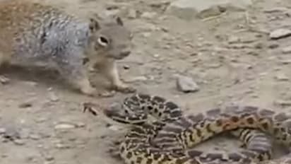 ಹಾವು-ಅಳಿಲಿನ ನಡುವೆ ನಡೆದ ಭೀಕರ ಕಾಳಗವನ್ನು ನೋಡಿದ್ದೀರಾ..?