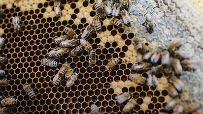 Honey production reduced to half, blame it on urbanisation and pollution
