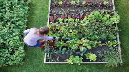 வீட்டுத் தோட்டத்தில் எந்த மாதிரி காய்கறிகளை வளர்க்கலாம்? இதை வாசிச்சு தெரிஞ்சுக்குங்க…