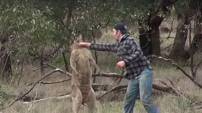 Man punches kangaroo in the face to save his best friend