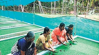 அசோலாவை பாத்தி முறையில் அமைக்க இதுதான் சிறந்த வழி...