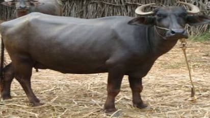 எருமை மாட்டில் எவ்வளவு இனங்கள் இருக்கு தெரிஞ்சுக்குங்க…