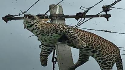 How did a leopard get up an electricity pole in Telangana?