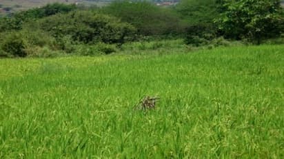 சம்பா, தாளடி நெற்பயிர்களுக்கு எப்படி உரமிடனும் தெரியுமா?