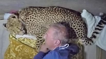 Man sleeps with cheethas, because he can