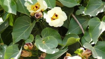 உங்களுக்குத் தெரியுமா? மருதாணி, அருகம்புல், பூவரசு ஆகியவை தோல் நோய்களுக்கு தீர்வளிக்கும்…