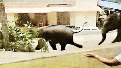 குட்டியுடன் ஊருக்குள் அழையா விருந்தாளியாக நுழைந்த காட்டு யானைகள்; தெறித்து ஓடிய மக்கள்….