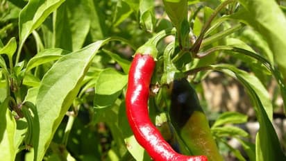 மிளகாயைத் தாக்கும் பூச்சிகளும் அவற்றைக் கட்டுப்படுத்தும் முறைகளும் இதோ...