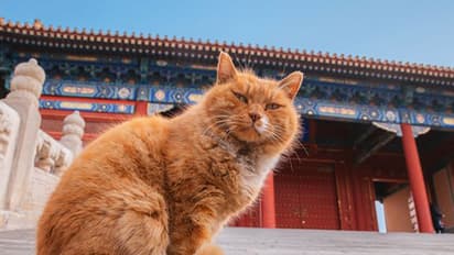 ലോകകപ്പ് പ്രവചനങ്ങള് ഇനിയില്ല; ആ പൂച്ച ചത്തു!