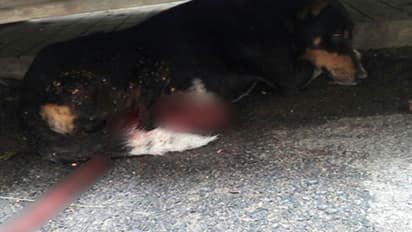 Careless birth control surgery kills dog, doctor booked