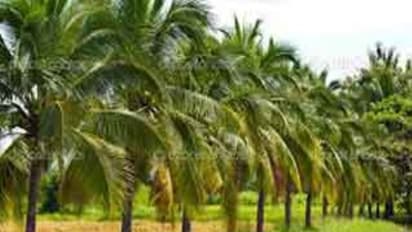 இயற்கை முறையில் தென்னை சாகுபடி செய்ய இவைதான் அடிப்படை…