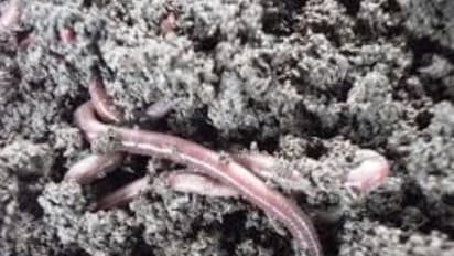 இந்த முறையைப் பயன்படுத்தி நீங்களும் எளிய முறையில் மண்புழு உரம் தயாரிக்கலாம்...