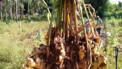 இஞ்சி சாகுபடியின்போது எவற்றில் கூடுதல் கவனம் செலுத்தணும் தெரியுமா?