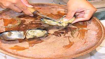 நன்னீரில் முத்து வளர்த்து லட்சக்கணக்கில் லாபம் பார்க்கலாம்…