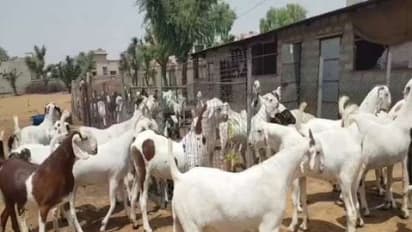 வெள்ளாடு வளர்ப்பு: ஆட்டுக் கொட்டிலை பராமரிக்க சில வழிகள்...