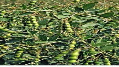 துவரையைத் தாக்கும் புழுக்களை எப்படியெல்லாம் விரட்டலாம்…