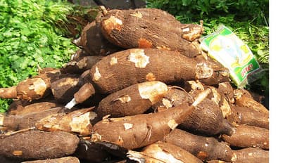 ആമസോണിൽ കിലോക്ക് 250, നാട്ടിൽ 50 രൂപ; താരമായി മരച്ചീനി