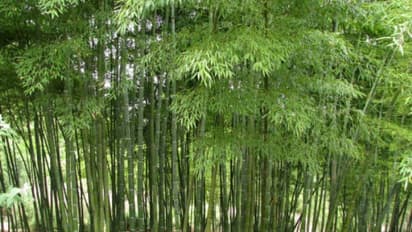 பச்சைத் தங்கமான மூங்கில் சாகுபடி தொழில்நுட்பம் பற்றி தெரிஞ்சுக்க இதை வாசிங்க...