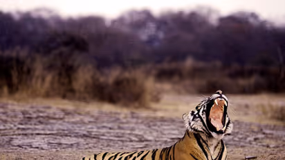 Shoot-at-sight order against poachers at Corbett Tiger Reserve
