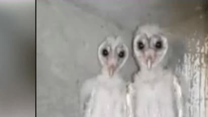 ವಿಶಾಖಪಟ್ಟಣಂನ ಕಟ್ಟಡದಲ್ಲಿ ಕಾಣಿಸಿಕೊಂಡ 2 ಏಲಿಯನ್ಸ್!