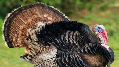 வான்கோழிகளுக்கு இதுபோன்ற நோய்களும் ஏற்படுவது வழக்கம்...