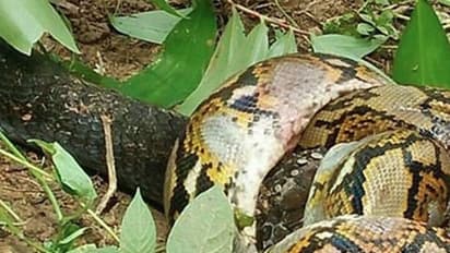 രാ​ജ​വെ​മ്പാ​ല​യും പെ​രു​മ്പാമ്പും തമ്മില്‍ പൊരിഞ്ഞ പോരാട്ടം.!