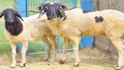 ஆடுகளைத் தாக்கும் நீலநாக்கு நோய் – ஆடுவளர்ப்போர் கட்டாயம் தெரிந்து கொள்ளவேண்டிய கொடிய நோய்…