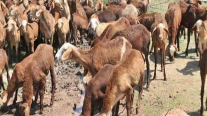 ஆடு வளர்க்க முடிவெடுத்த பின் அதனை எப்படித் தொடங்குவது?