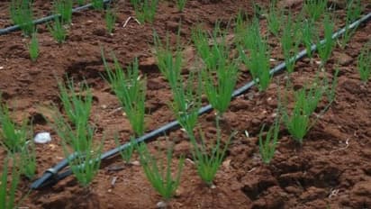 அறுவடைக்குப் பின் வெங்காயத்தை தாக்கும் நோய்களும் அவற்றின் அறிகுறிகளும்…