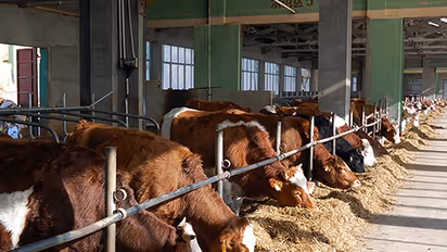 ಹಸುಗಳಿಗೂ ತಟ್ಟಿದ ಲಾಕ್‌ಡೌನ್‌ ಬಿಸಿ: ಮೂಕ ಪ್ರಾಣಿಗಳ ಹಸಿವು ನೀಗಿಸಲು ಮೇವು ಪೂರೈಕೆ