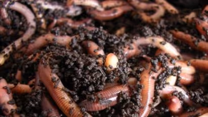 மண்புழு உரம் தயாரிக்கும் முறையில் சில முக்கியமான வழிமுறைகள்...