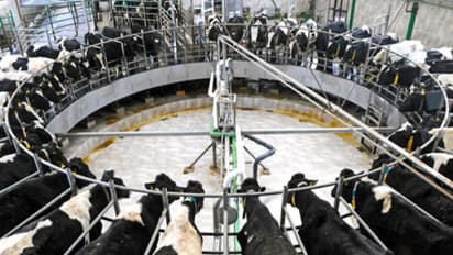 பால் உற்பத்தியை தொடங்க எந்த மாதிரியான அமைப்பு தேவை? இதை வாசிங்க தெரியும்...