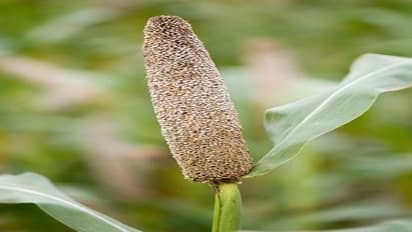 கம்பு கதிர்களை சேமித்து இந்த முறைப்படிதான் பாதுக்கணும்...