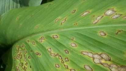 மஞ்சளைத் தாக்கும் பூச்சிகளும், அவற்றைக் கட்டுப்படுத்தும் முறைகளும்…