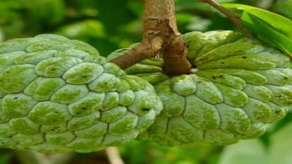 நீங்கள் தெரிந்து கொள்ள வேண்டிய சீத்தாப்பழத்தின் அற்புத பலன்கள் இதோ…