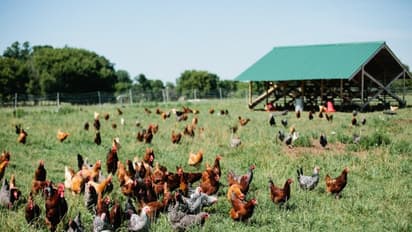 ஏன் எல்லாரும் இயற்கைவழி கோழி பண்ணையை ஆதரிக்கிறார்கள் தெரியுமா?