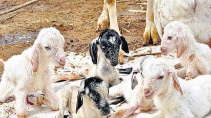 வெள்ளாடுகளின் வயதை கண்டறிய இப்படி ஒரு முறை இருக்கு...