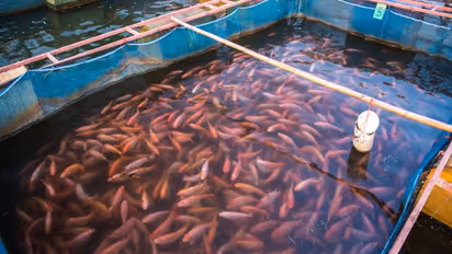 உலகளவில் மீன்களுக்கான தேவை அதிகரித்து வருவதற்கு இதெல்லாம்தான் காரணம்...