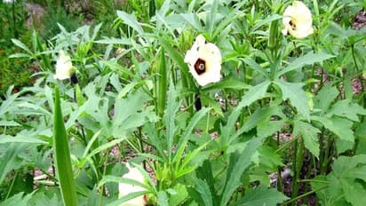 வெண்டையை இந்த முறையிலும் சாகுபடி செய்து லாபம் அடையலாம்...