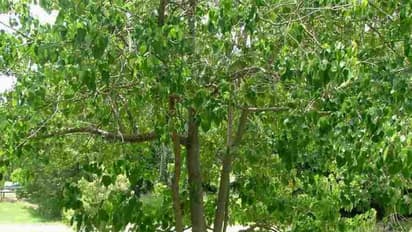 நாற்றங்காலில் பூச்சி தாக்குதலை எப்படி தடுப்பது? நிர்வகிக்கும் முறைகள் உள்ளே...