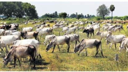 கால்நடைகளுக்கு ஏற்படும் தீவனத் தட்டுப்பாட்டை போக்க என்ன பண்ணலாம்…
