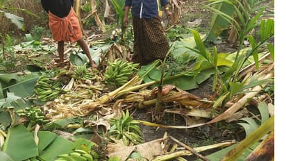 ചാമപ്പാറയില് കാട്ടാനക്കൂട്ടം കൃഷി നശിപ്പിച്ചു