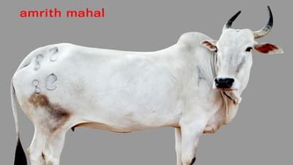 பண்ணை வேலைக்கு இந்தவகை மாட்டு இனங்கள் தான் இந்தியாவில் பயன்படுத்தப்படுகின்றன...