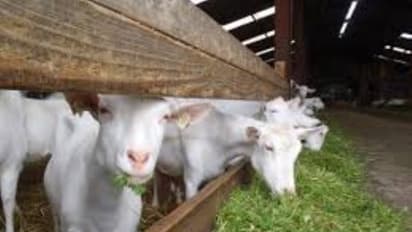 வெள்ளாடுகளின் வைட்டமின் தேவையை எப்படி பூர்த்தி செய்வது?