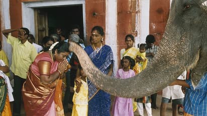Blessings from elephants on streets to end in Tamil Nadu