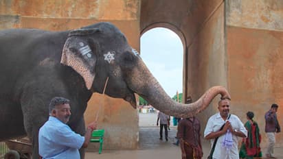 மதுரை மீனாட்சி அம்மன் கோவில் யானைக்கு உடல்நிலை பாதிப்பு - மருத்துவ குழு தீவிர சிகிச்சை.!!